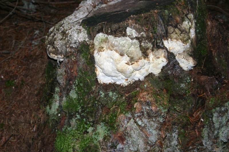 Antrodia? (Antrodia alpina)